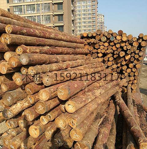 Larch wood pile