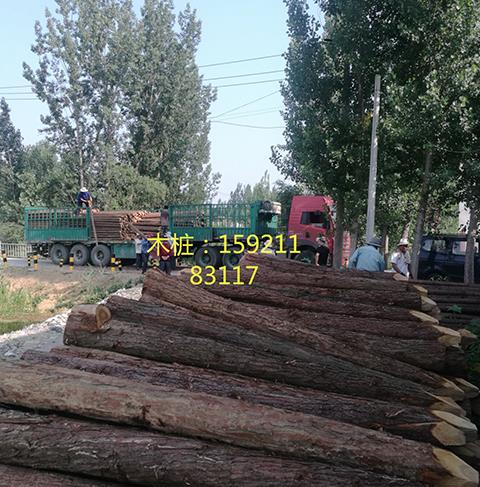 River piling fir wood piles