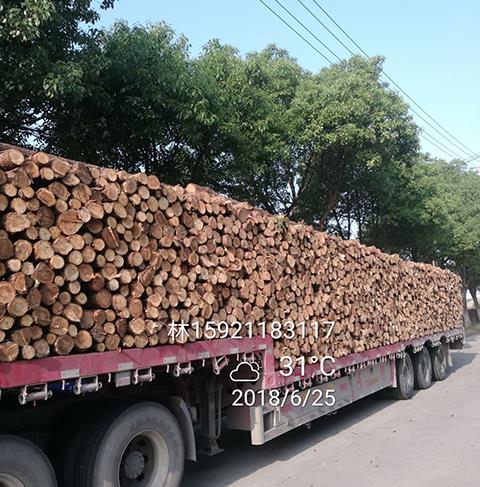 revetment cedar piles